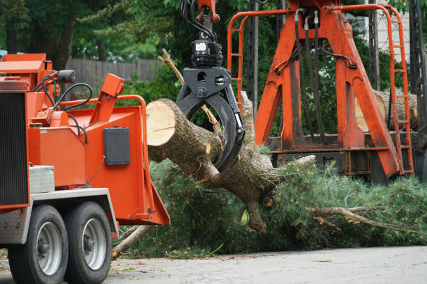 Best Tree Stump Removal  in Pike Creek Valley, DE